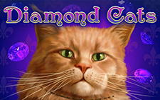 Diamond Cats