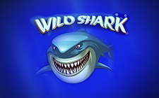 Wild Shark