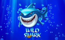 Wild Shark Bonuy Buy